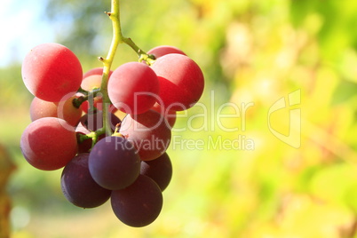 cluster of pink grapes