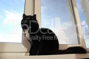 black cat sits on the window-sill