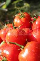crop of red tomatoes