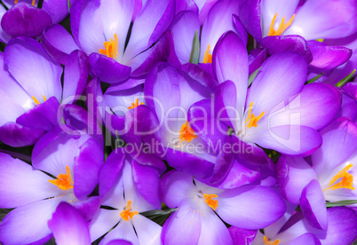 purple crocuses