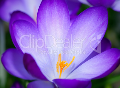 spring crocus