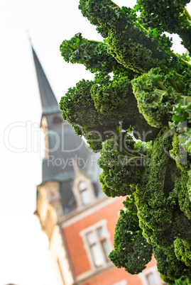 Oldenburg kale