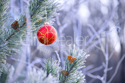 The red sphere hangs on a fir-tree close up