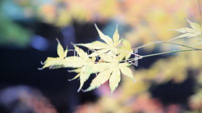 Zierahorn im Herbst