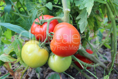 red tomatoes in the bush