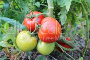 red tomatoes in the bush