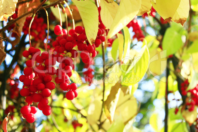 big branches of red ripe schisandra