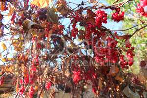 big branches of red ripe schisandra