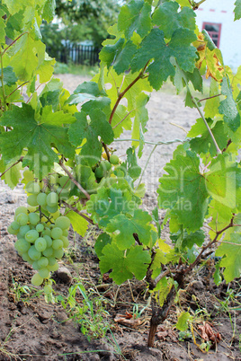 growth of grapes