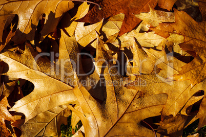 Autumn leafs like frame