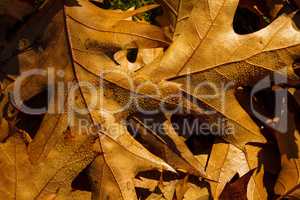Autumn leafs like frame