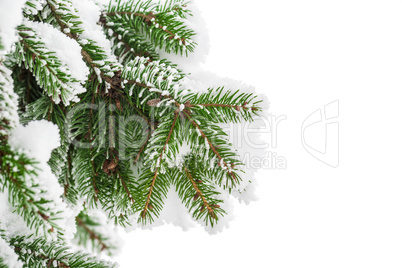 Fir branch in snow isolated on the white background