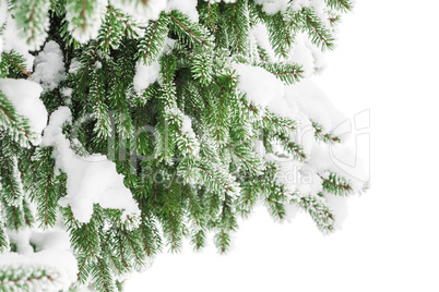 Fir branch in snow isolated on the white background