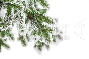 Fir branch in snow isolated on the white background