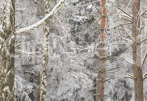 Foggy winter landscape with firs