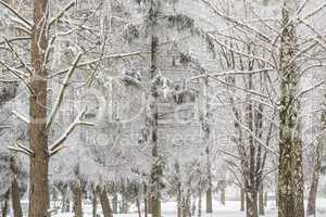 Foggy winter landscape with firs