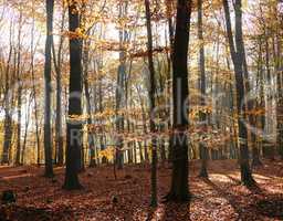 Forest in Autumn with bright sunlight
