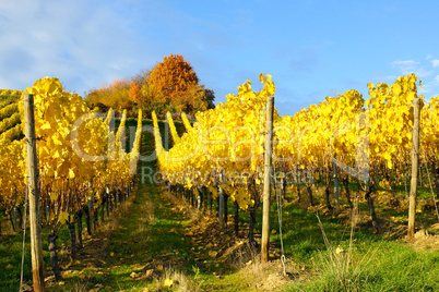 Vineyard in Autumn Vineyard in Autumn