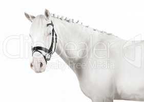 weißes Pony freigestellt