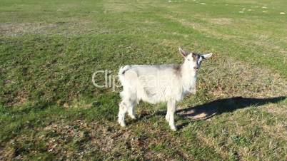 Goat kid on the pasture