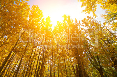 Golden Fall Aspen Trees