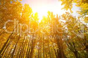 Golden Fall Aspen Trees