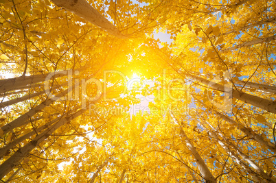 Fall Aspen Trees