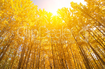 Wide angle view aspen Trees