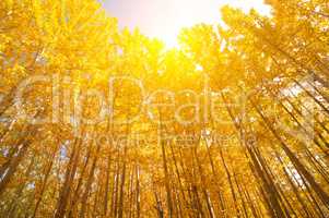 Wide angle view aspen Trees