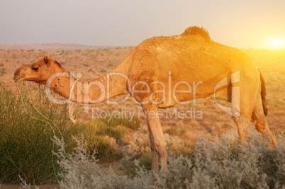 Camel eating