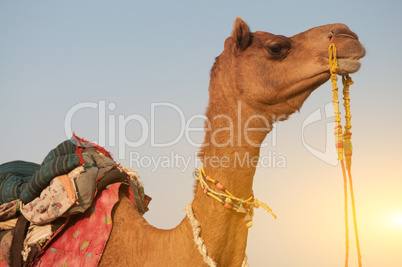 Close up camel