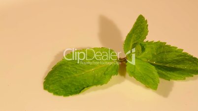 A small mint plant closeup