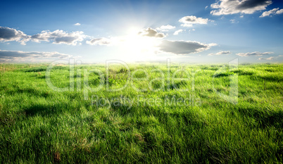 Grass and sunlight