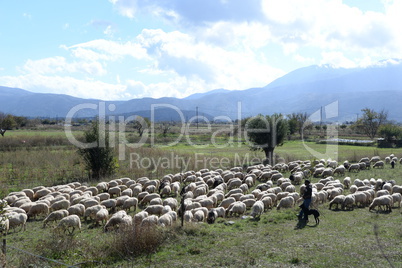 Schafe auf der Lassithi-Hochebene, Kreta