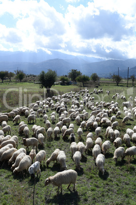 Schafe auf der Lassithi-Hochebene, Kreta