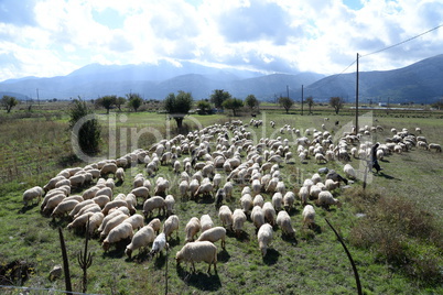 Schafe auf der Lassithi-Hochebene, Kreta