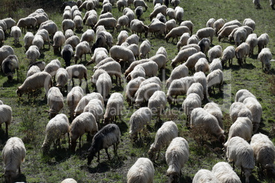 Schafe auf der Lassithi-Hochebene, Kreta