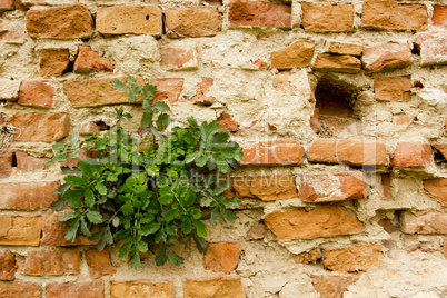 Ancient city wall of bricks