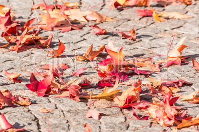 Herbstlaub, Herbst Blätter