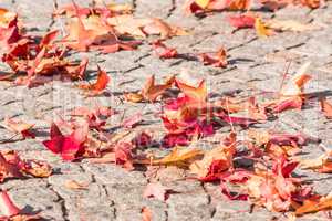 Herbstlaub, Herbst Blätter