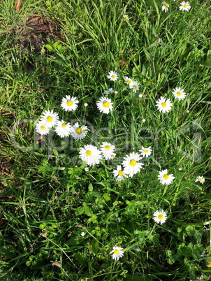 chamomile at dry sunny day