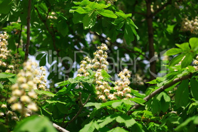 chestnut at spring