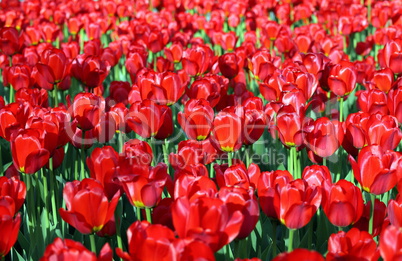 red tulip at spring
