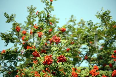 ashberry with leafs