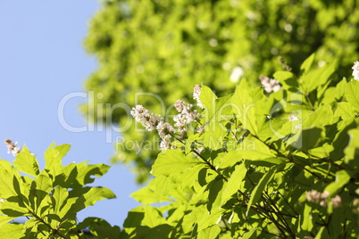 lilac at spring