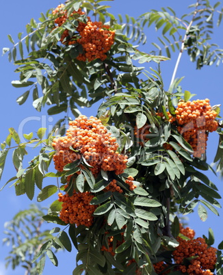 ashberry with leafs on sky background, september