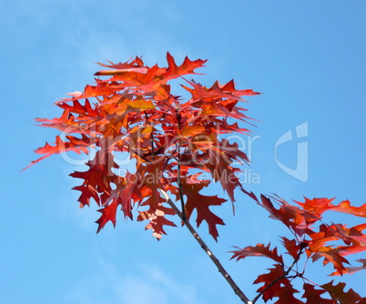 red maple at autumn