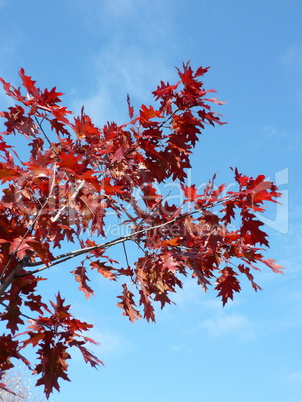 red maple at autumn