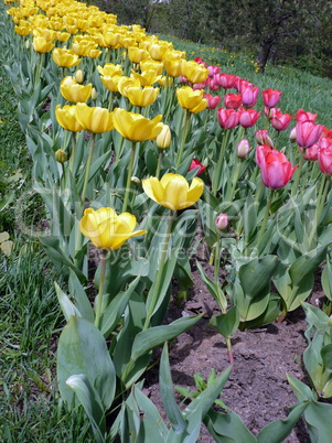 red and yellow tulip at spring