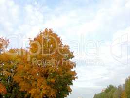 maple at autumn